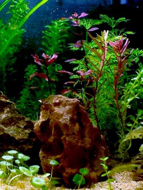 Ludwigia messancana, Ludwigia Mini Super Red e Rotala-rotundifolia Colorata