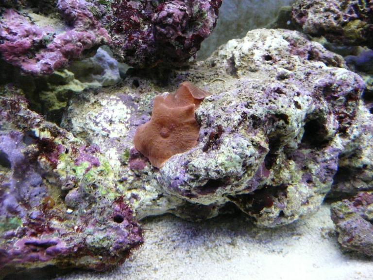 Discosoma inserito da un giorno... Scivoler ancora fino a cadere o si  attaccato?