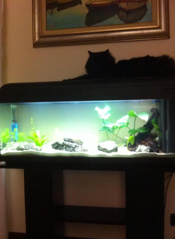 Acquario