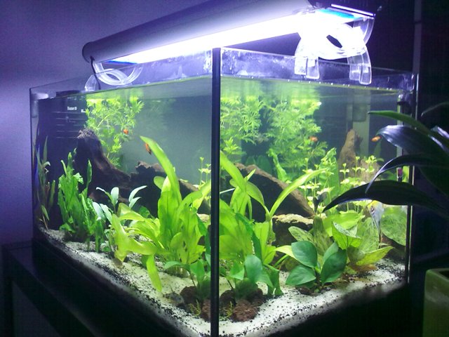 Vista con plafoniera 2x24 t5