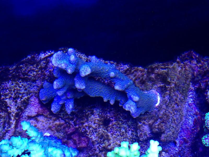 Montipora dg tata