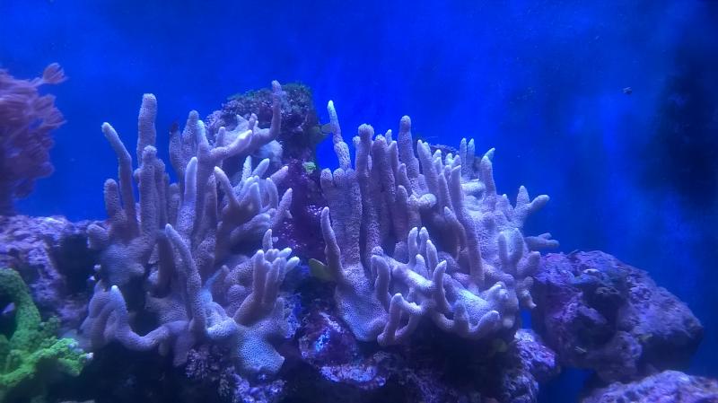 Montipora dg tata