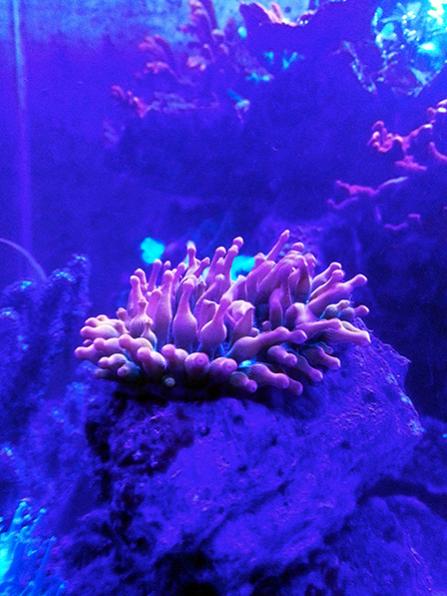Visione notturna ( led blue )