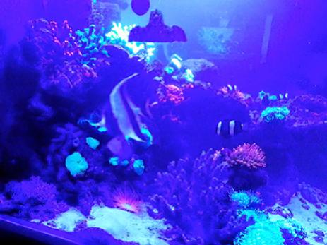 Viosione notturna ( led blue )