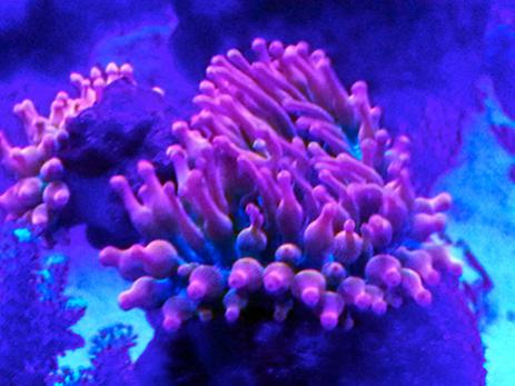 Viosione notturna ( led blue )