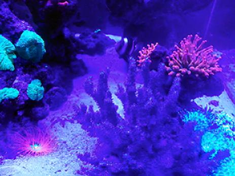 Viosione notturna ( led blue )