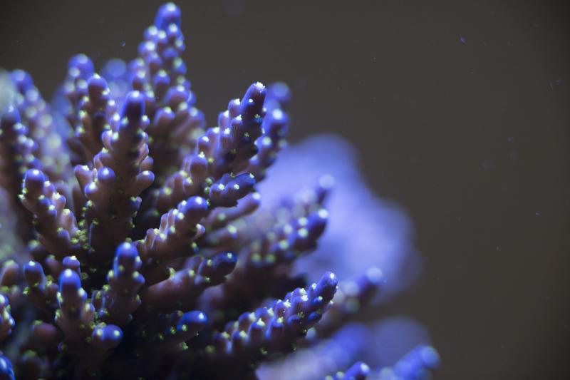 acropora tricolor