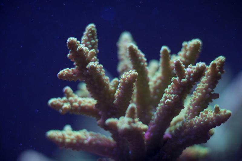 acropora spp