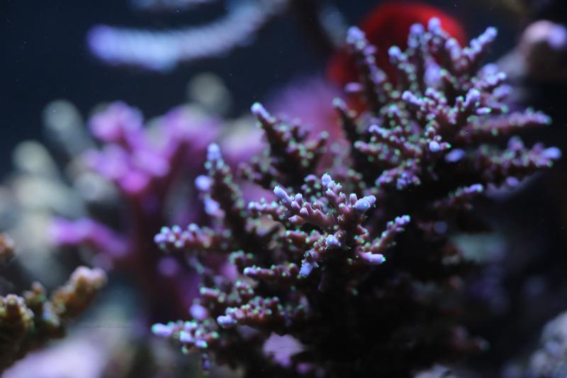 Acropora Fenneri