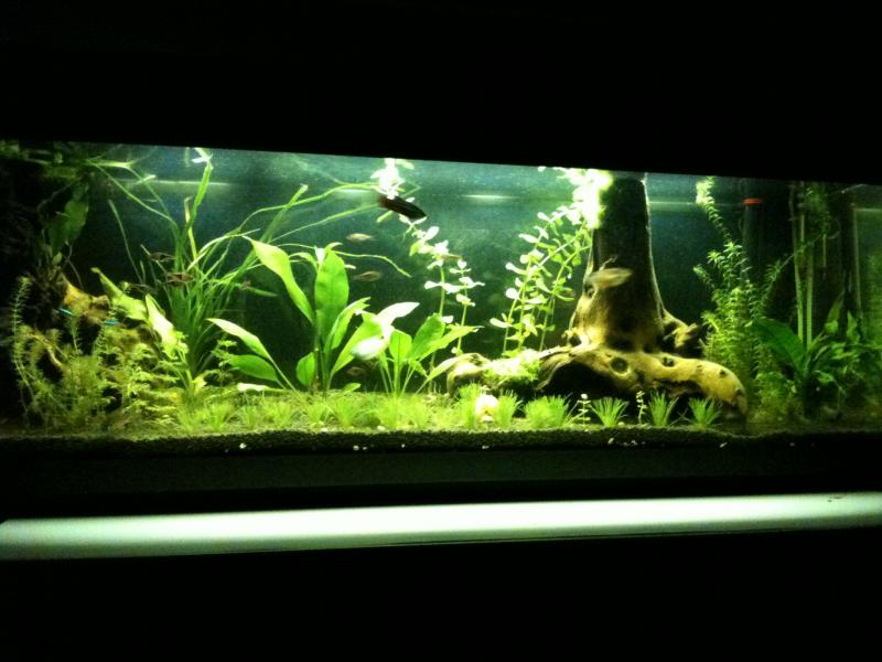 Il mio acquario