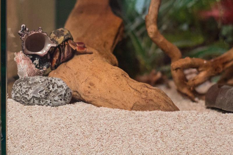 I paguri di terra sono animali notturni e onnivori, grandi scalatori, molto agili e con una forza smisurata. Un Paguro adulto arriva ad occupare conchiglie della lunghezza di 15 cm e con le sue chele pu sollevare il coperchio di un acquario da 50 L.
Bellissimo dar loro sempre nuove conchiglie da cambiare.