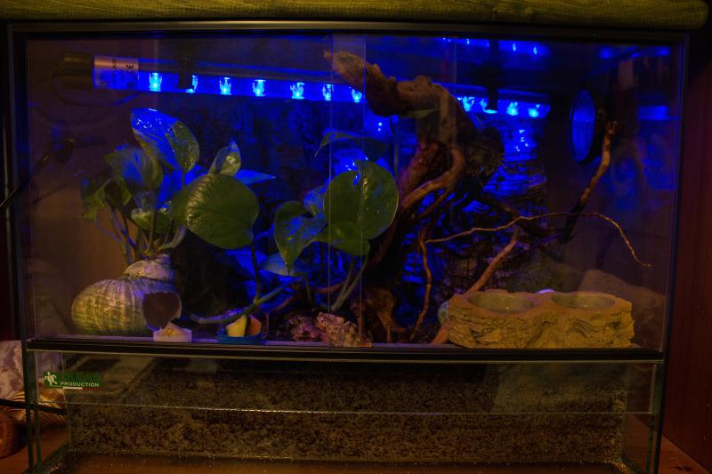 Nuovo terrario! visione notturna con led blu