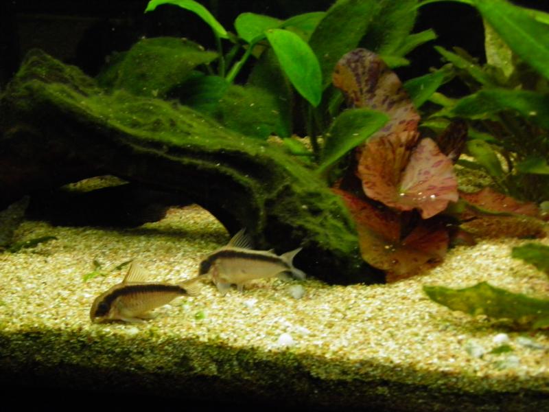 Corydoras arcuatus 22
