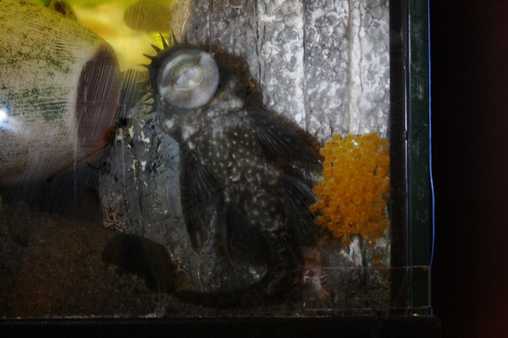 caviale di ancystrus
