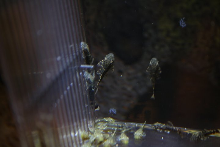 baby ancistrus