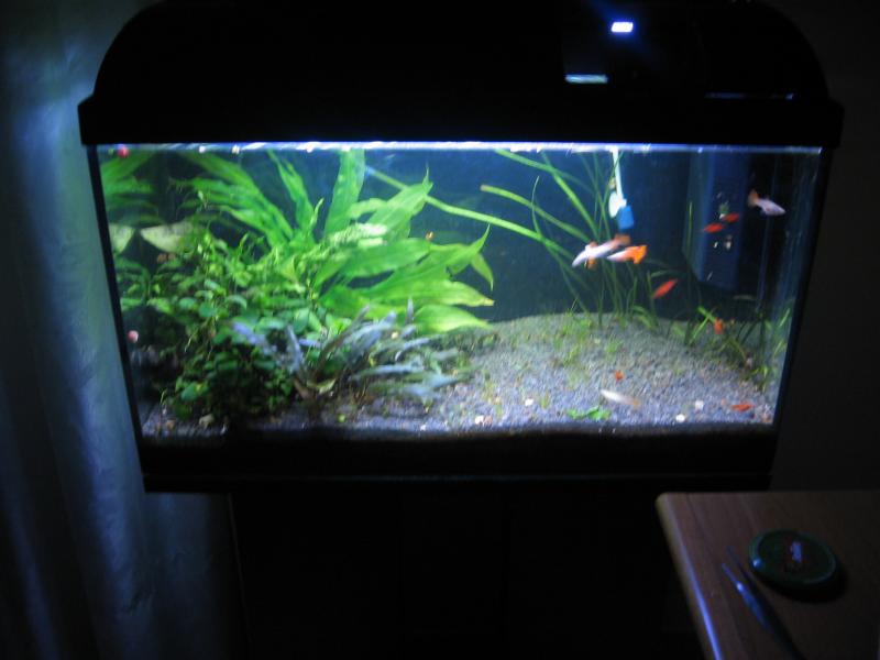 Asckoll ambiente 60 nuovo layout, ospita guppy show full red