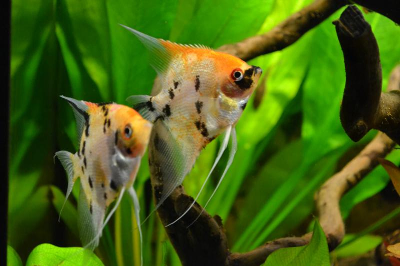 Scalari Koi