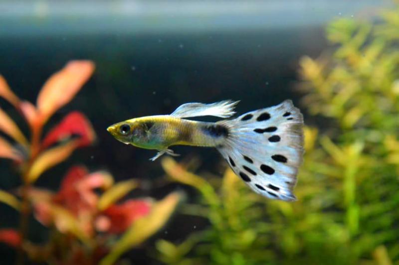 Bellissimo guppy azzurro con pallini neri!