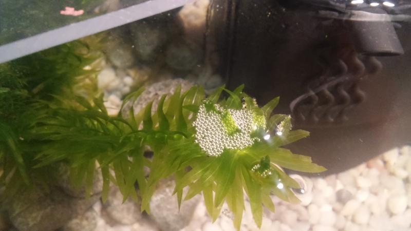 nido di bolle sulla Elodea Densa