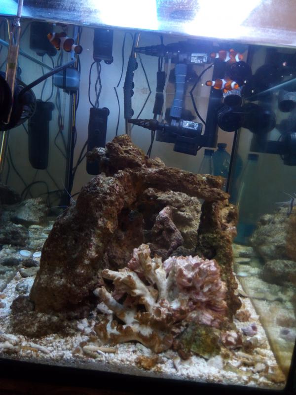 Frontale acquario