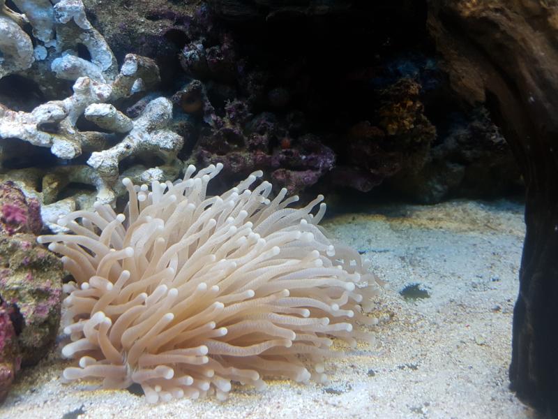 Heliofungia