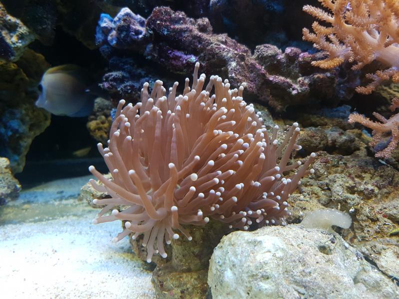euphyllia glabrescens