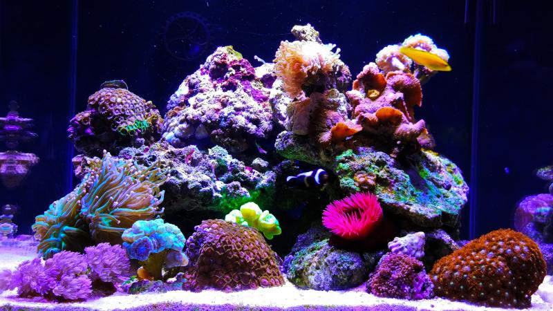 Nano Reef