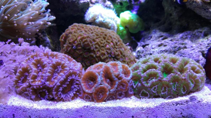 Acanthastrea Rainbow + Acanthastrea Red + Acanthastrea Green