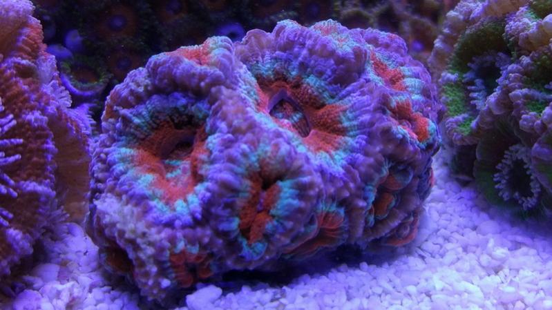 Acanthastrea Red