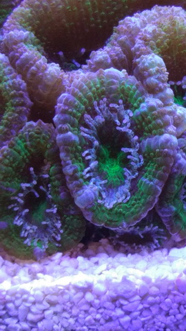 Acanthastrea Green