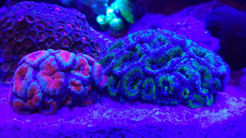 Acanthastrea Green + Acanthastrea Red