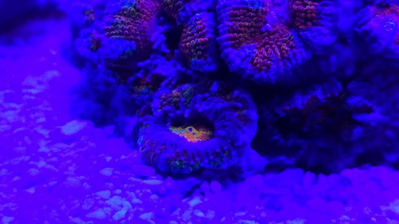 Acanthastrea Rainbow