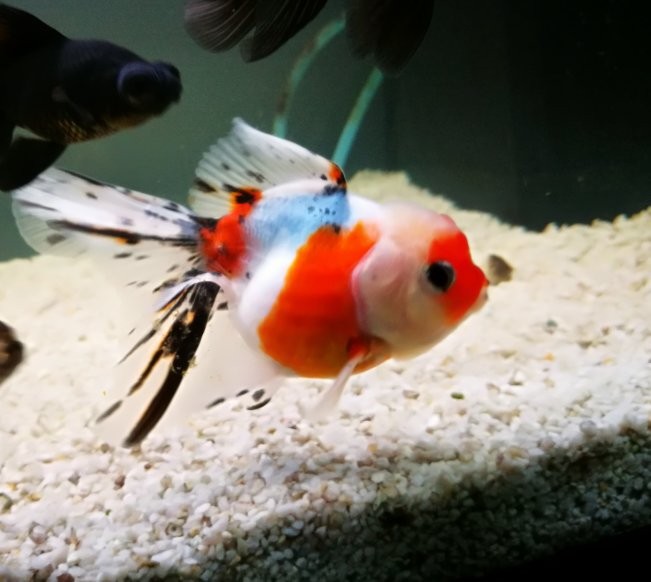 ORANDA LIONHEAD CALICO, Sasha.