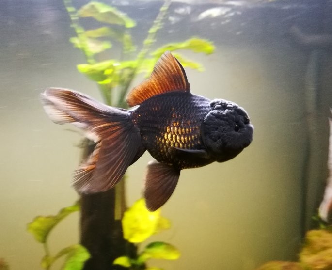 ORANDA LIONHEAD FULL BLACK, Mike.