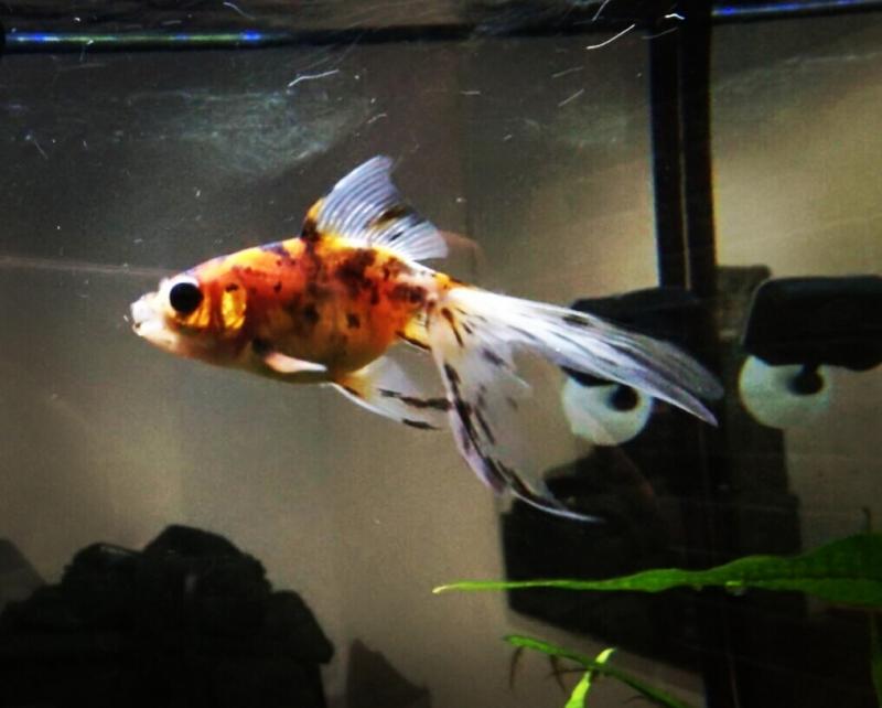 ORANDA VEILTAIL CALICO, Dora.