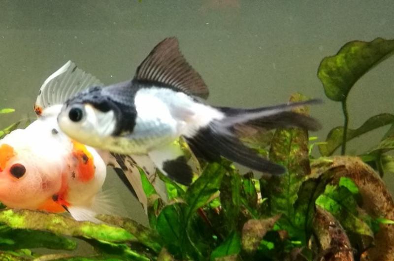 ORANDA PANDA, Zlatan.