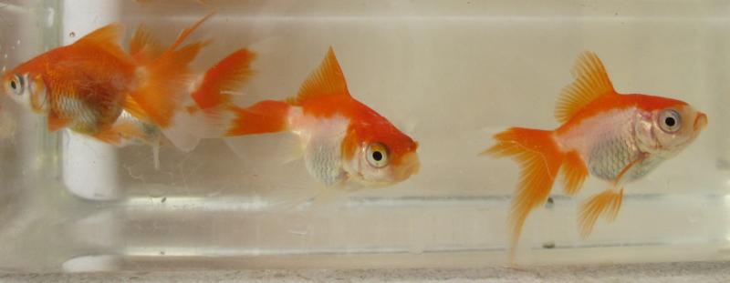 piccoli oranda di 3 mesi