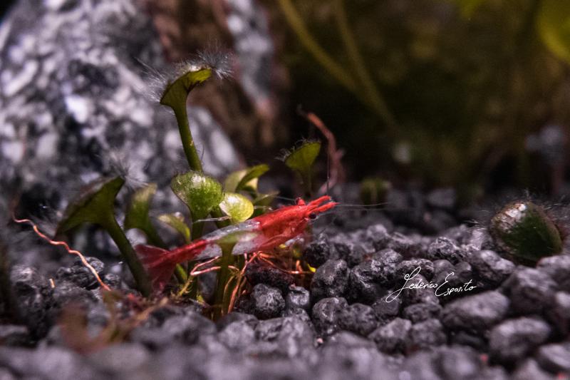 Neocaridina davidi var. Red Rili - 7/7