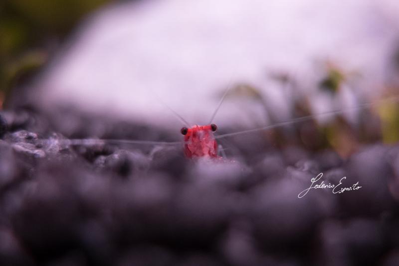 Neocaridina davidi var. Red Rili - 4/7