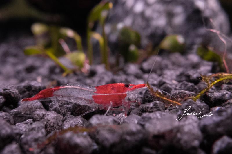 Neocaridina davidi var. Red Rili - 2/7