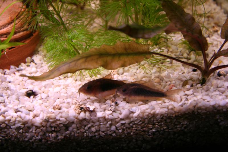 CORYDORAS "PARCHEGGIATI"