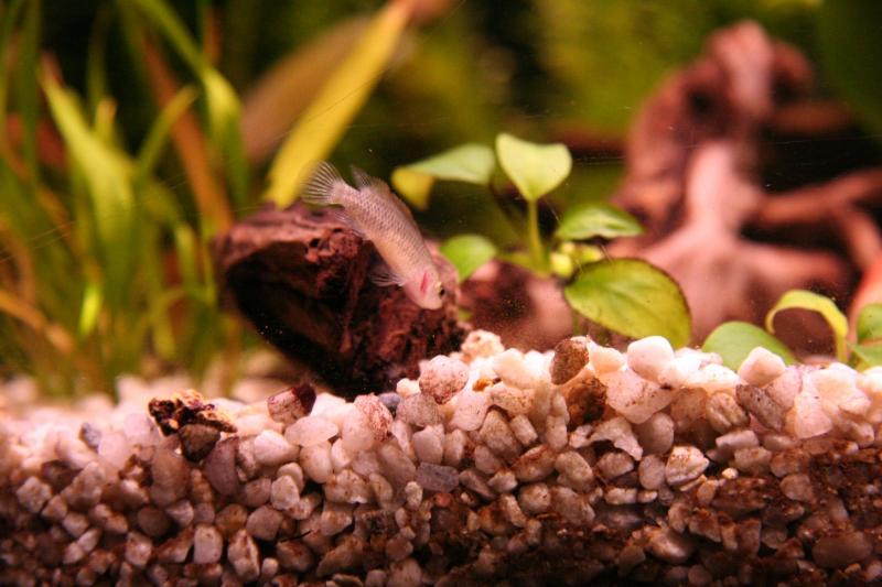 BADIS BADIS