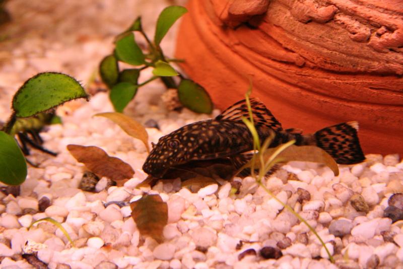 ANCISTRUS