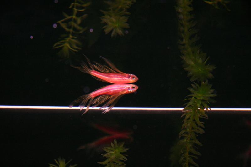 BRACHYDANIO RERIO ROSA