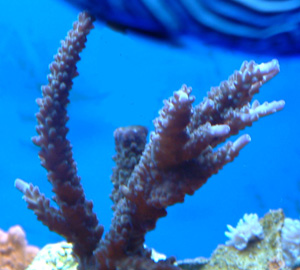 acropora