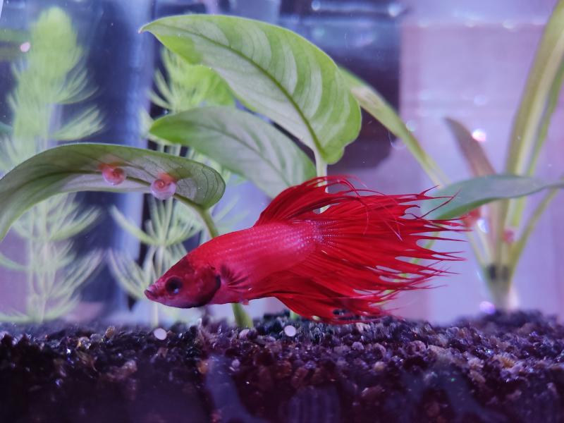 Betta Splendes

Il mio Otello vi saluta