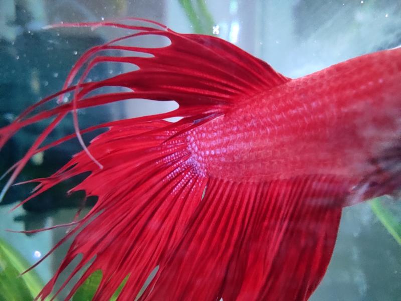 Betta Splendes

Il mio Otello vi saluta