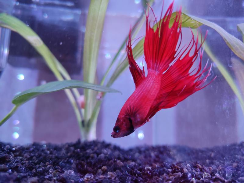 Betta Splendes

Il mio Otello vi saluta