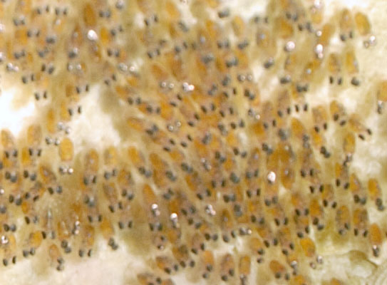 UOVA PAGLIACCETTI 2