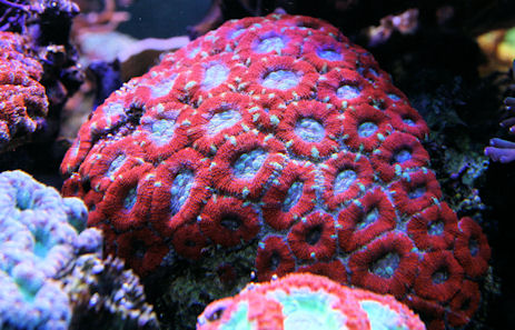 Acantastrea sp